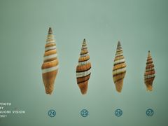 -青岛贝壳博物馆