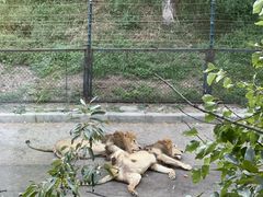 -大连森林动物园