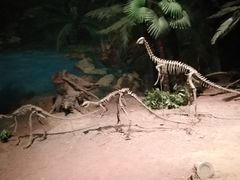 -自贡恐龙博物馆