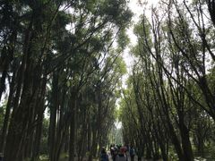 -大湾区中央湿地公园-十九涌