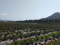-亚龙湾国际玫瑰谷