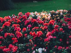 -上海虹桥迎宾馆