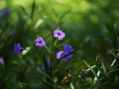 -西湖风景区-江洋畈生态公园