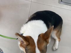 -佳雯宠物医院(金华南路分院)