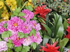 -桂林市花鸟市场