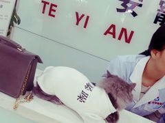 -特一安24小时宠物医院·骨科·中兽医