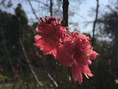 -云溪植物园