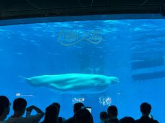 -海合安成都极地海洋公园