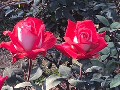 -人民公园(罗湖区)