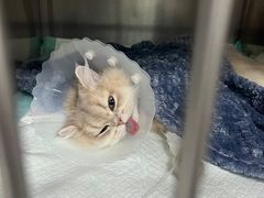 -达爱动物医院·犬猫分区·CT·复杂眼科(远洋山水分院)
