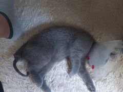 -宠爱国际动物医院· 猫科· 外科·中兽医(长白店)