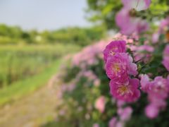 -尚贤河湿地