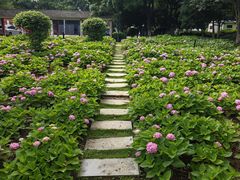 -金银湖国家城市湿地公园