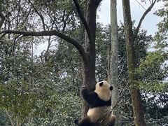 -中国大熊猫保护研究中心雅安碧峰峡基地