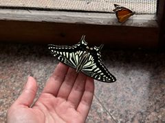 -上海大自然野生昆虫馆(东方明珠·爬宠昆虫探索中心)