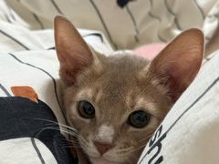 -小猫来了·猫舍(红山六九七九店)