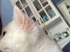 -lincat·猫舍(广州店)
