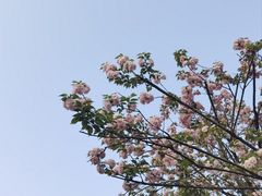 -朝阳正码头