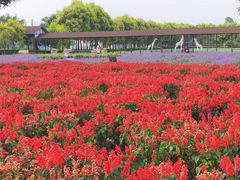 -广东花都香草世界旅游度假区