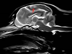 -欧奕国际动物医院