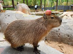 -北京野生动物园