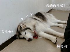 -Husky Go! 哈士奇体验馆·宠物咖啡厅狗咖