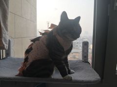 -纳吉亚猫专科动物诊疗中心(蒋宅口分院)