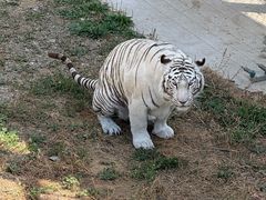 -石家庄市动物园