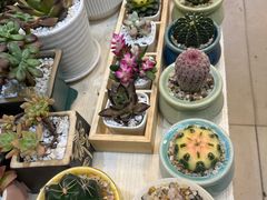 -双季花艺园艺市场(浦东店)