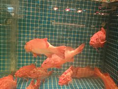 -肥福排档(星光店)