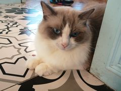 -遇见羊驼·奶狗咖·布偶猫咖·法斗柯基柴犬阿拉斯加(春熙路太古里IFS店)