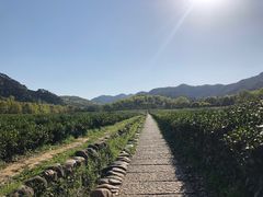 -中国茶叶博物馆(双峰馆区)