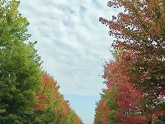 -池杉湖湿地公园