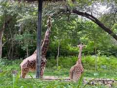 -北京野生动物园