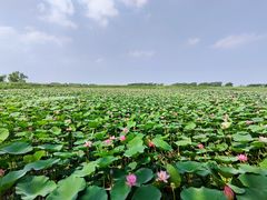 -白渔泡湿地公园