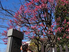 -东京浅草和服体验江户和装工房雅(浅草本店)