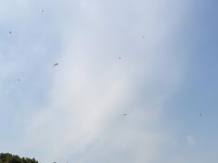 -上海滨江森林公园