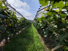 -马陆小张葡萄园农家乐