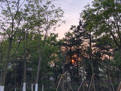 -铁山坪森林公园