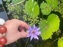 -国家植物园南园