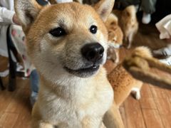 -柴犬高等学院·狗咖·柴犬售卖·宠物训练