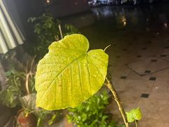 -F.Story 花和故事(新天地店)