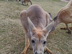 -泉州海丝野生动物世界