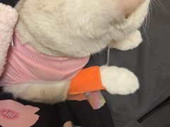 -美联众合动物医院·24h转诊中心