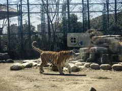 -上海野生动物园老虎餐厅