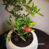 新店寫實｜是旦求其，這幾杯特調我愛了！