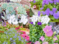 -曲阳花鸟市场(曲阳路店)