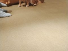 -逗柴咖啡屋·狗咖猫咖宠物桌游
