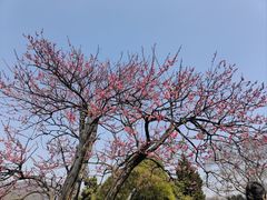 -梅花山(明孝陵内)
