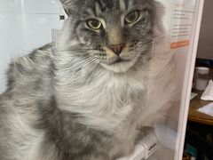 -车接车送·寄养洗护·德文猫舍(大宁店)